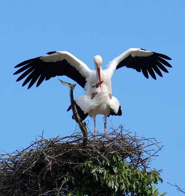 Two birds on a nest. "Let's do it!"