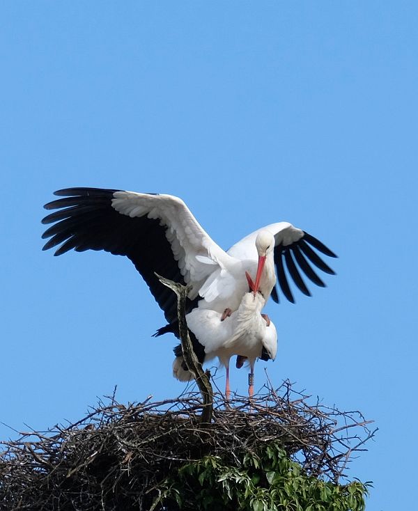 Two birds on a nest.