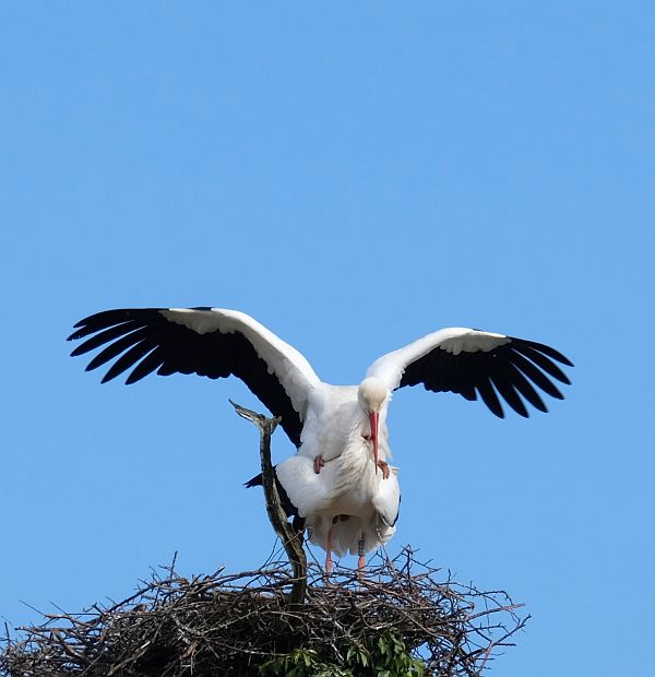 Two birds on a nest.