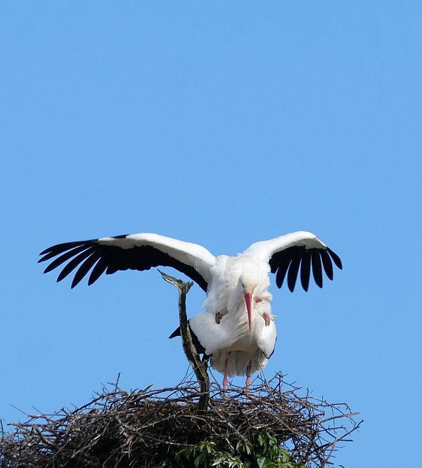 Two birds on a nest.