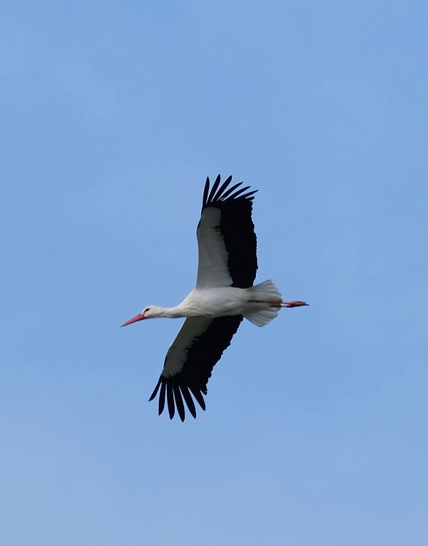 Bird in flight.