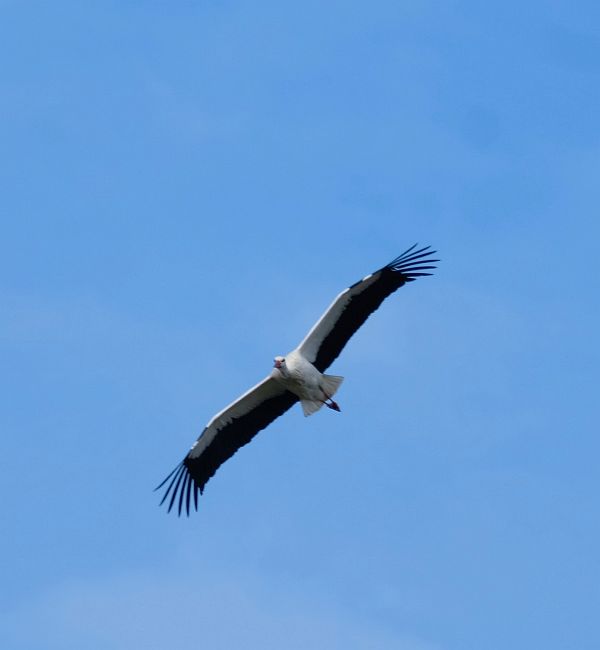 Bird in flight.