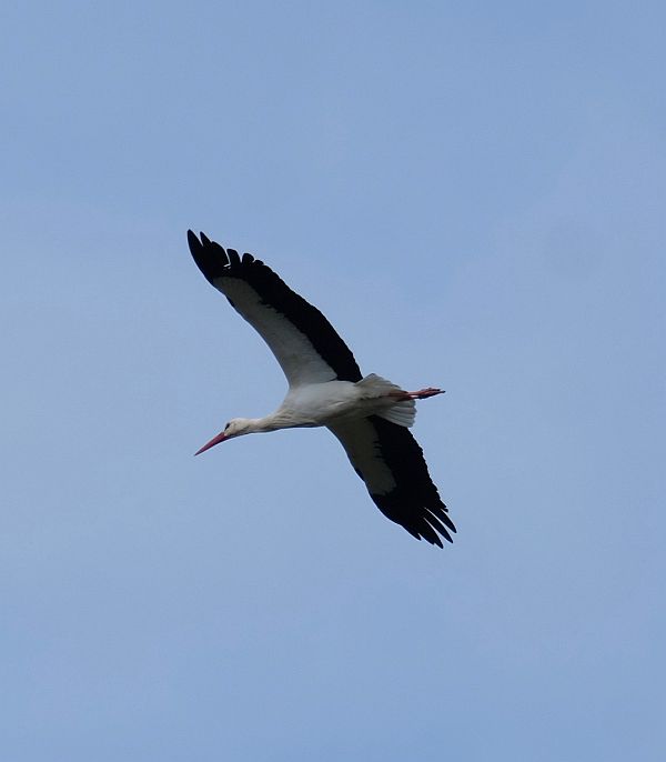 Bird in flight.