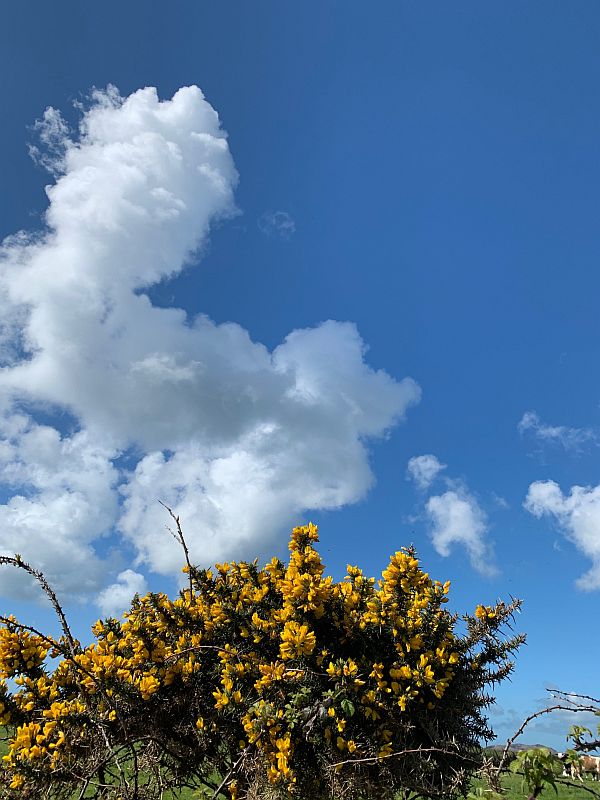 Flowers on the Coastpath: Yellow Gorse against the blue sky.