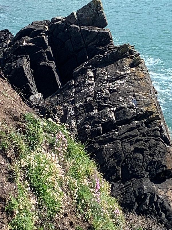 Flowers on the Coastpath: Rock plants.