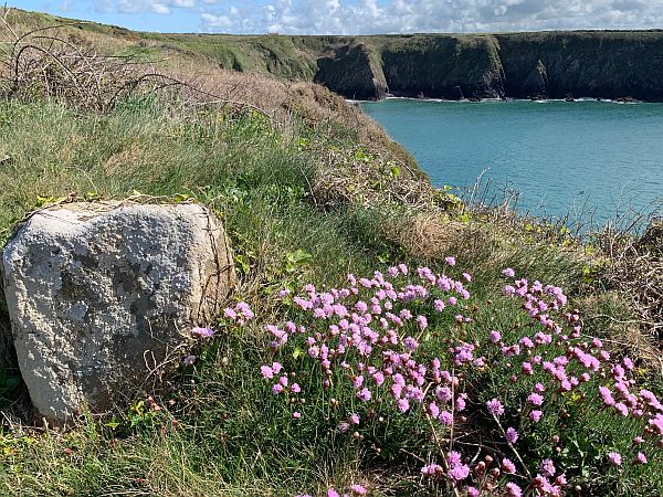 Flowers on the Coastpath: 