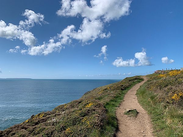 Flowers on the Coastpath: 