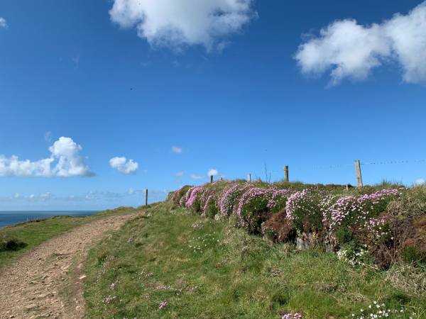 Flowers on the Coastpath: 