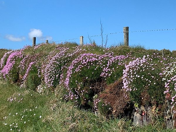 Flowers on the Coastpath: 