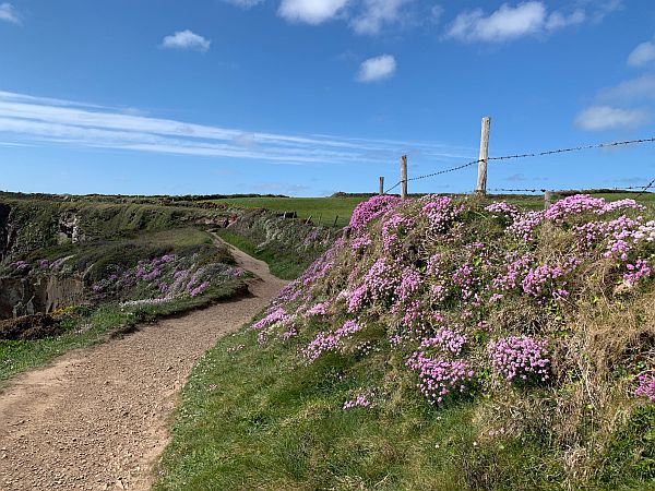 Flowers on the Coastpath: 