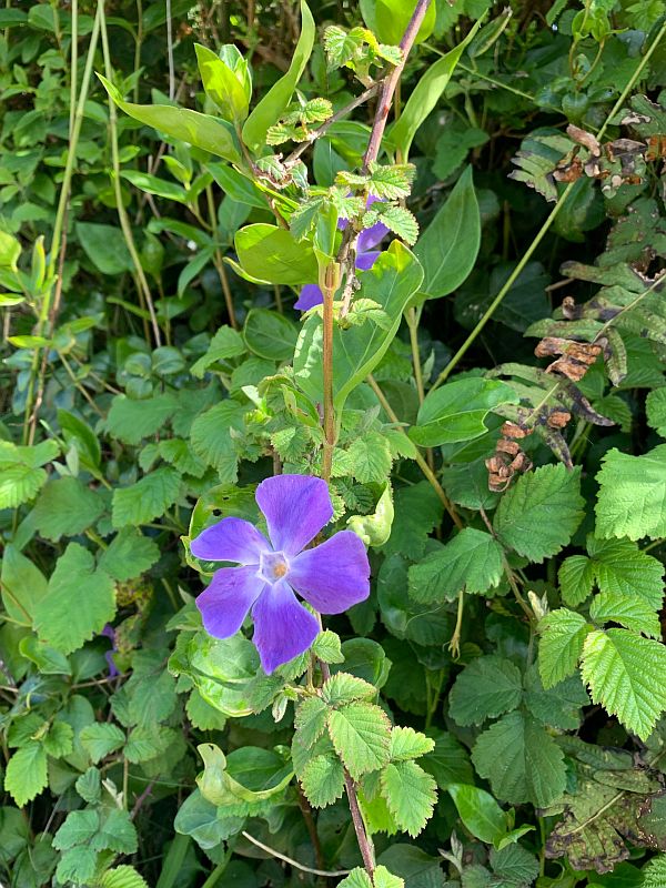 Flowers on the Coastpath: 