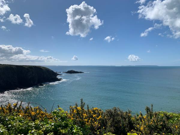 Flowers on the Coastpath: 