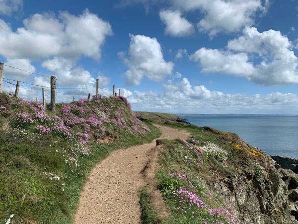 Flowers on the Coastpath: 