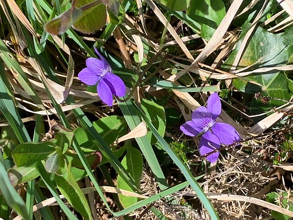 Flowers on the Coastpath: