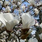 White flowers in the garden.