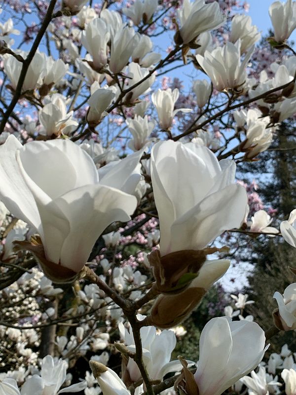 White Magnolia flowers in the garden.