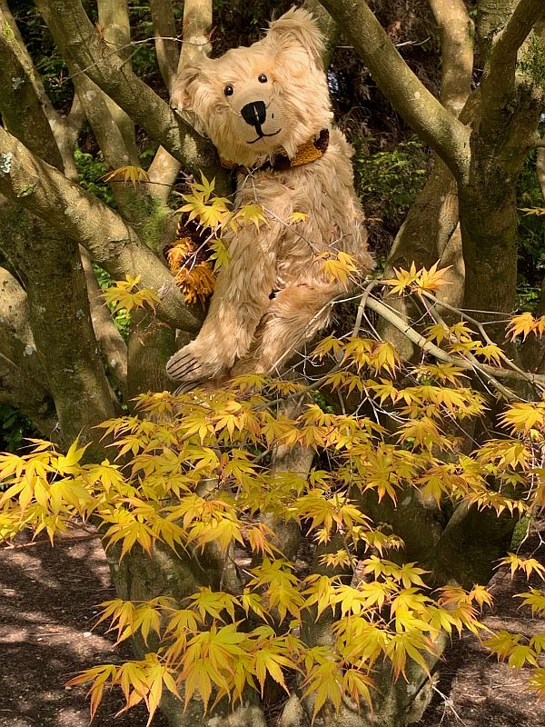 Bertie sat in a tree.