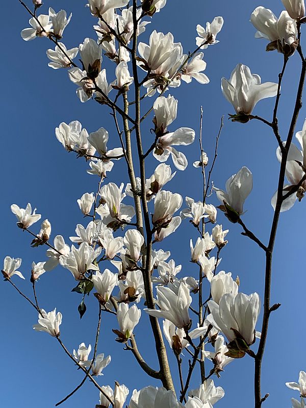 White Magnolia against a deep blue sky.