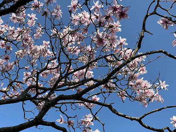 Pink Magnolia against a deep blue sky.