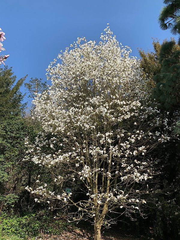Magnolia tree.
