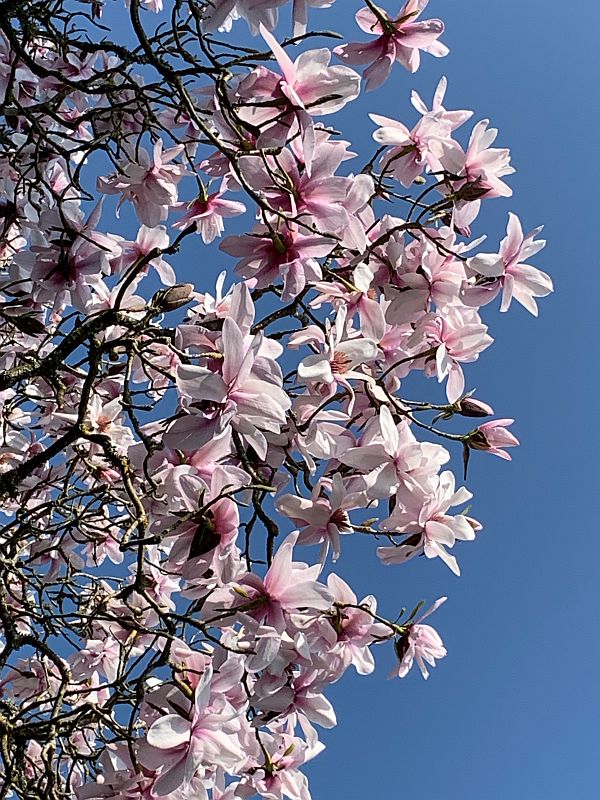 Pink Magnolia against a deep blue sky.