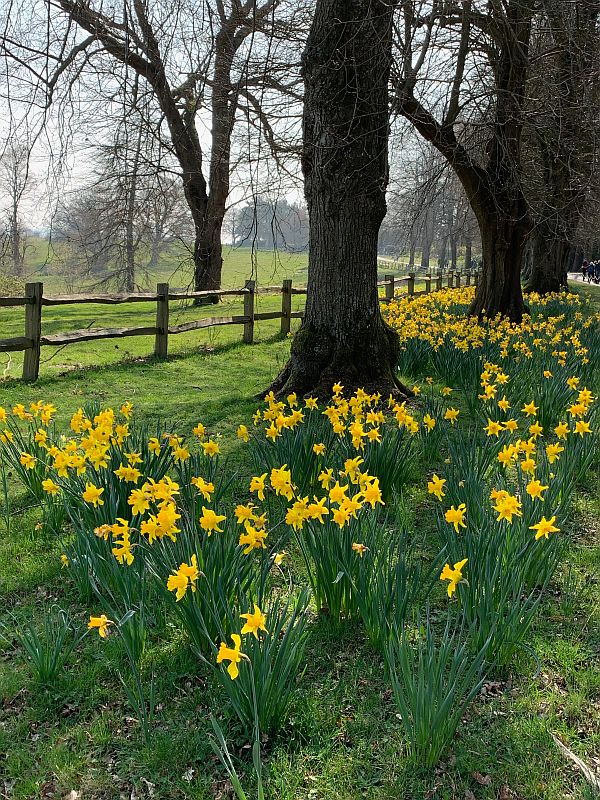 Daffodils.