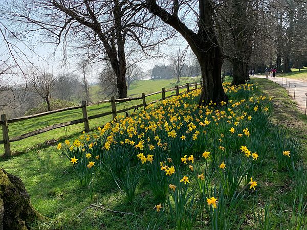 Daffodils along the roadside.