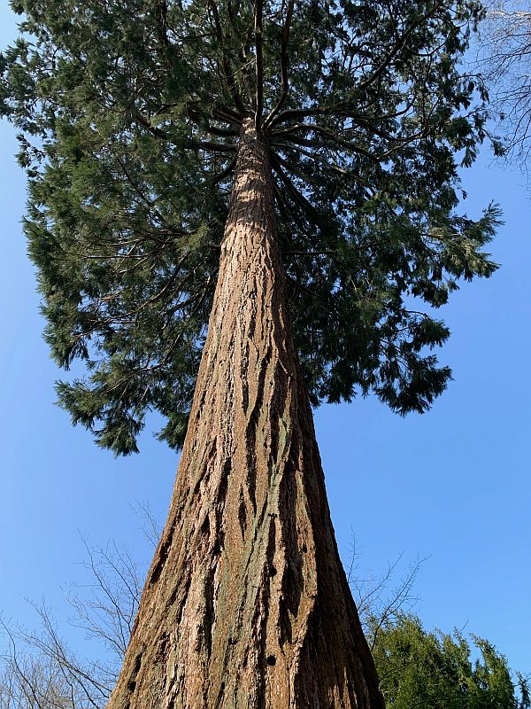 Looking up the trunk of the Giant Redwood.