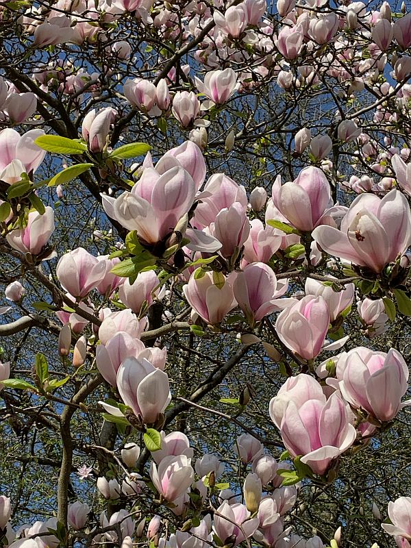 Pink Magnolia.