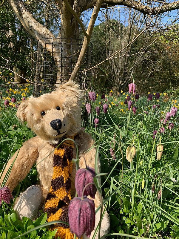 Bertie amongst the Snake's Head Fritillaries.