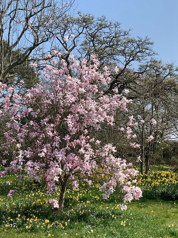 Pink Magnolia.