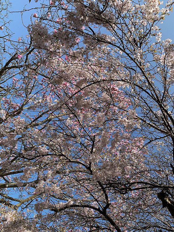 Pink Blossom.