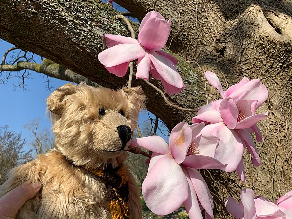 Bertie sniffing some pink Magnolia.