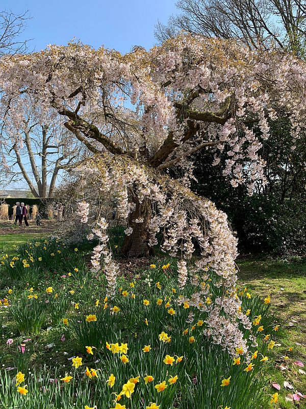 Pink blossom and Daffodils.