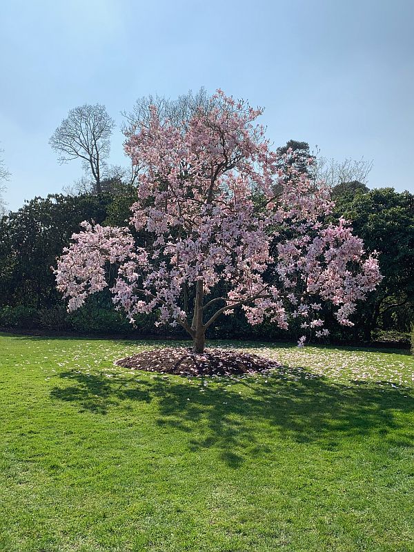 Pink blossom.