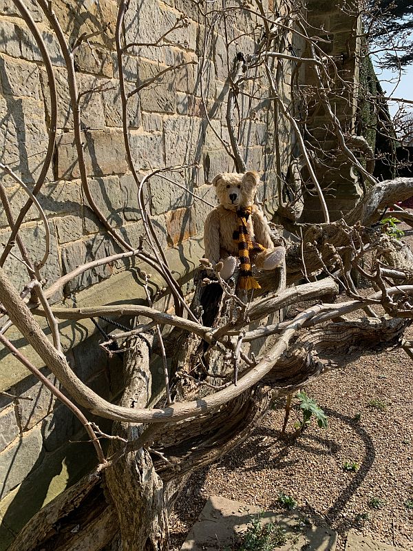 Bertie sat in some gnarled old branches.