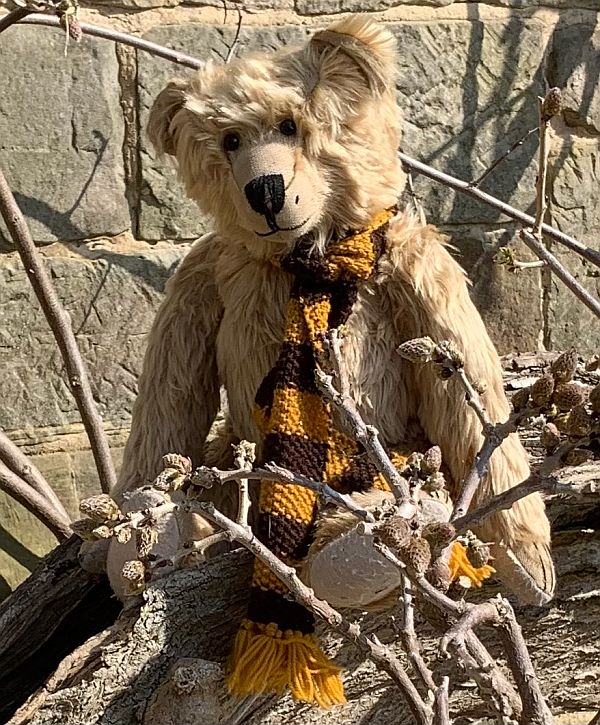 Bertie sat in some gnarled old branches of a Wisteria.