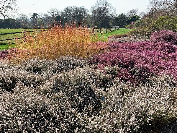 Colourful Heather.