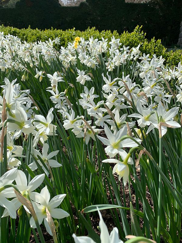 White Narcissus.