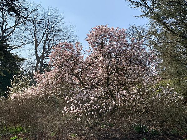 Pink Magnolia.