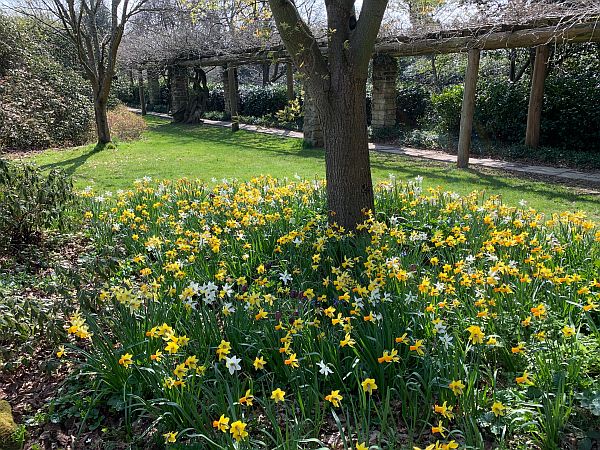 Daffodils and Narcissi.