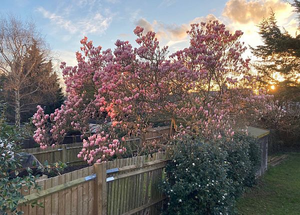 Deep Pink Magnolia.