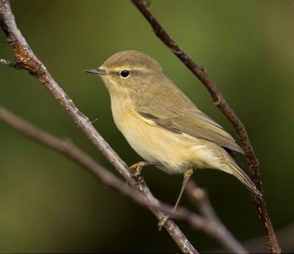 Chiffchaff.