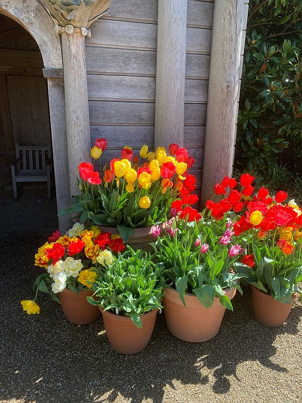 Pots filled with colourful Tulips.