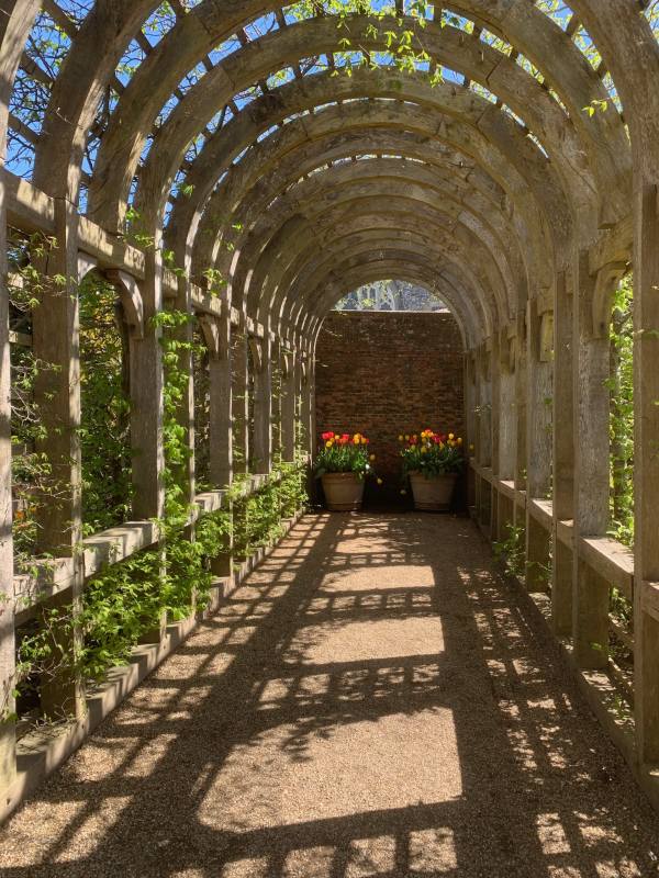 Wooden arched walk with pots of Tulips against a wall at the back.