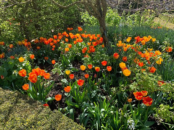 Orange and Yellow Tulips.