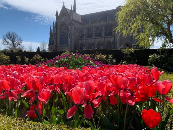 Carpet of Red Tulips outside Arundel Cathedral.