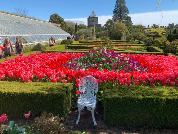 A superb display of predominently Red Tulips at Arundel.