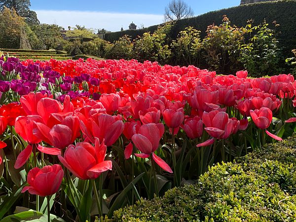 A border of Red Tulips.