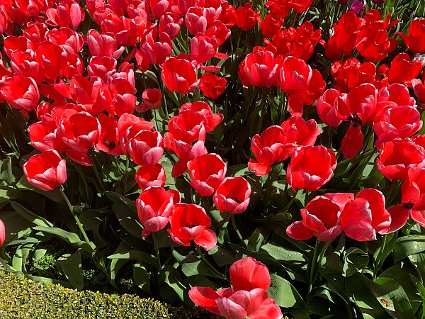 Red Tulips.